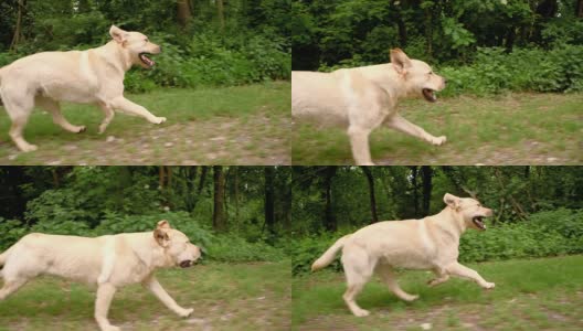 沿着森林奔跑的拉布拉多寻回犬高清在线视频素材下载