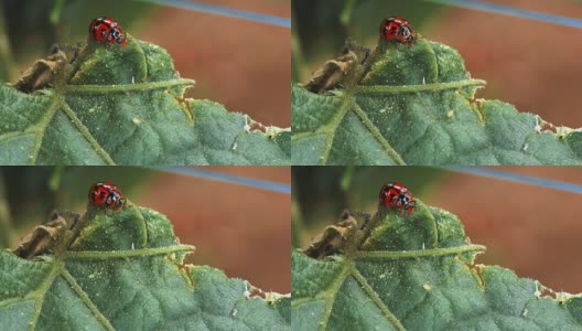 瓢虫在绿叶上高清在线视频素材下载