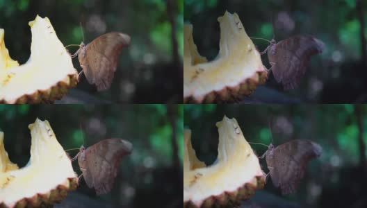 热带雨林蝴蝶在黄色菠萝蜜上的特写高清在线视频素材下载