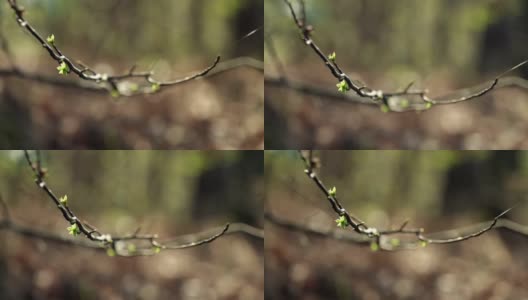 春天的树木在森林里发芽高清在线视频素材下载