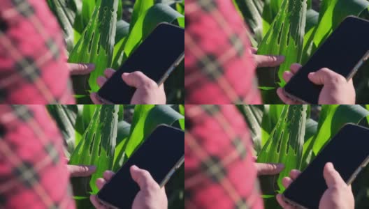 一名亚洲女性农民用智能手机检查田里的玉米叶片，看有没有害虫。许多病虫害对玉米是有害的。高清在线视频素材下载