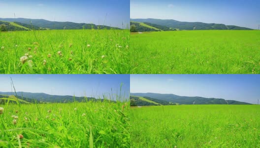 绿色meadow-dolly拍摄高清在线视频素材下载