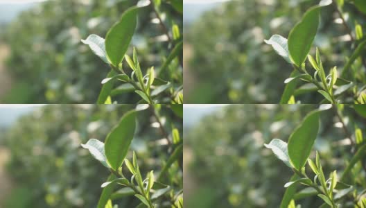 白天风吹着绿茶叶子。高清在线视频素材下载