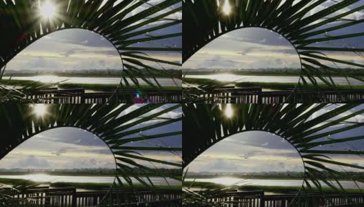 春雨后的沼泽棕榈高清在线视频素材下载