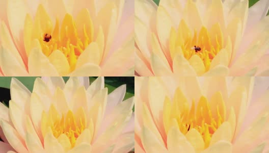 芙蓉和小蜜蜂的特写。高清在线视频素材下载