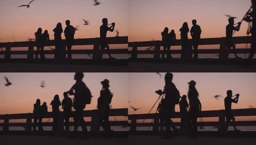 剪影平移:人们喜欢在日落时分在港口拍摄海鸥高清在线视频素材下载
