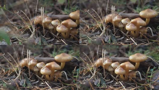森林地上的小蘑菇高清在线视频素材下载