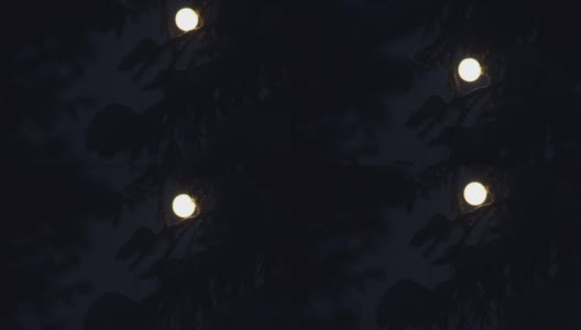 月光下的冷杉树枝上覆盖着积雪高清在线视频素材下载
