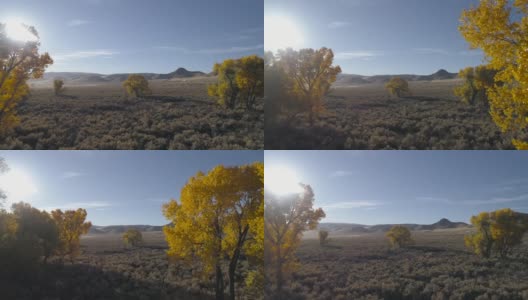 内华达州的沙漠之秋高清在线视频素材下载
