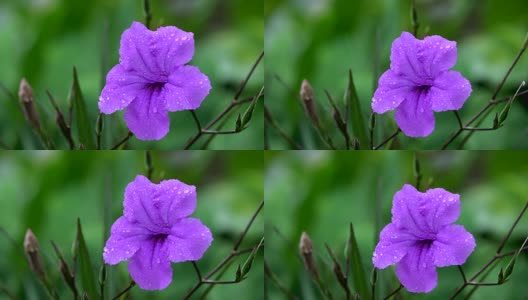 泰国雨季4K牵牛花花高清在线视频素材下载