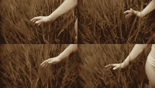 HD:手触摸小麦高清在线视频素材下载