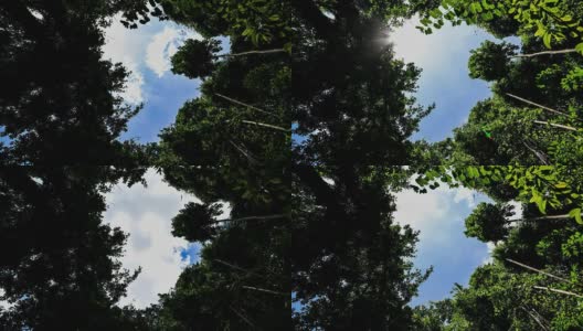 云在森林上空移动高清在线视频素材下载