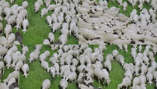 春季草地放牧羊群(4K/UHD)高清在线视频素材下载