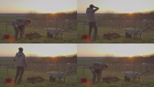 日落时分，一名男子在田园诗般的山坡上为果树挖洞高清在线视频素材下载