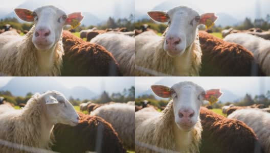 好奇的羊看着镜头，而其他人在牧场上吃草高清在线视频素材下载