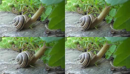 蜗牛在石头上爬行，吃树叶。耳蜗在地上爬行，吃草。高清在线视频素材下载