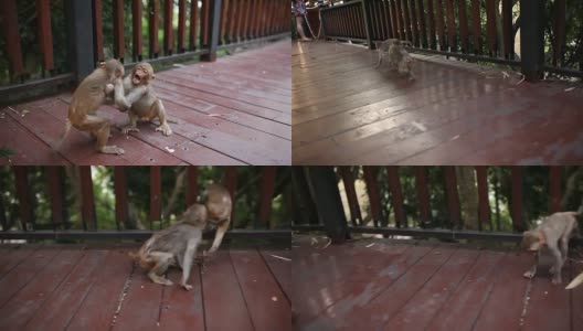 中国三亚,Haynan。公园里绿绿的，两只小猴子在打架。高清在线视频素材下载