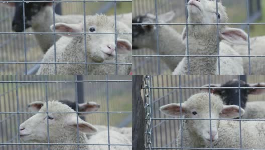 小羊羔在篱笆后看高清在线视频素材下载