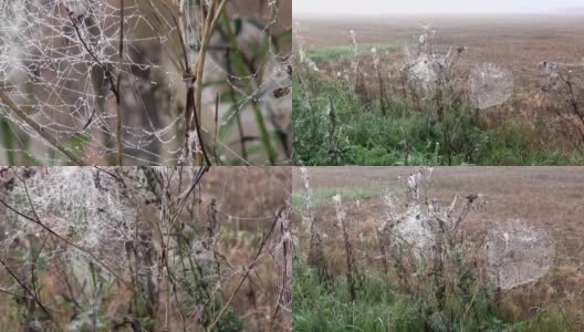 草地上的蜘蛛网和薄雾中空旷的收割过的田野高清在线视频素材下载
