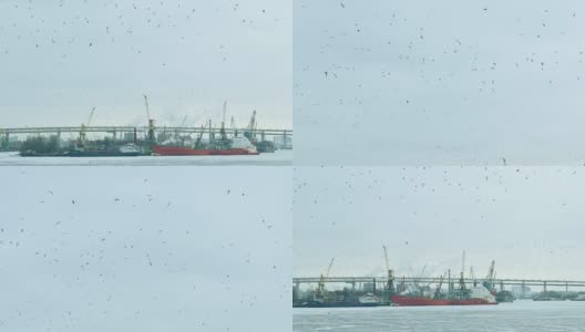 一群海鸥飞过工业港高清在线视频素材下载