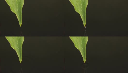 一滴一滴的水从一片绿叶落入水中高清在线视频素材下载