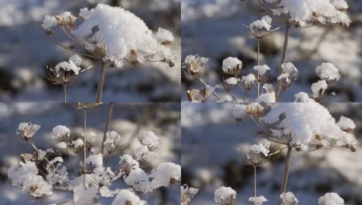 冬天的植物在雪中高清在线视频素材下载