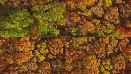 从秋天的森林顶上起飞。高清在线视频素材下载