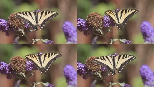 黄蜂把蝴蝶从花丛中赶走高清在线视频素材下载