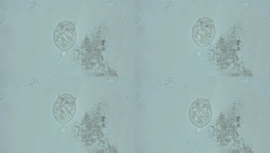 微生物，显微镜下水族馆里的居民，就像外来生物高清在线视频素材下载