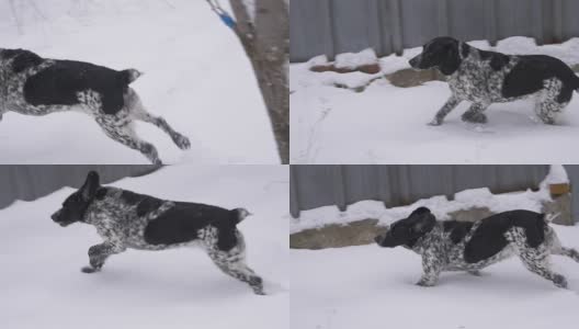 一只猎狗在雪中奔跑高清在线视频素材下载