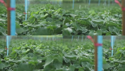有机红薯户外农场的灌溉灌溉系统高清在线视频素材下载