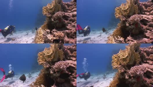潜水附近鱼群在珊瑚礁放松水下红海。高清在线视频素材下载