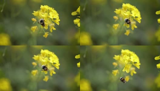 蜜蜂从芥菜花蜜中采集花蜜的慢动作。高清在线视频素材下载