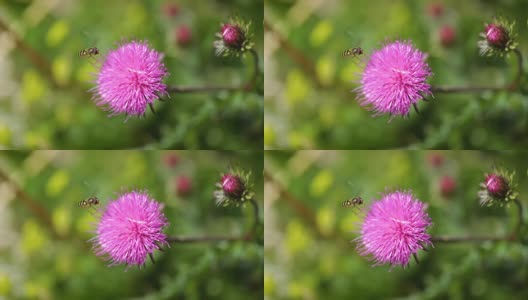 在高山草甸中，黄蜂从乳蓟花上采集花蜜。高清在线视频素材下载