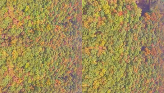 韩国秋天树木鸟瞰图高清在线视频素材下载