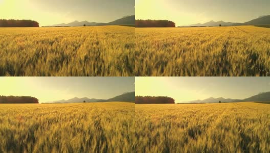 在金色的夕阳下，风景如画的山谷里，一望无际的夏日麦田高清在线视频素材下载