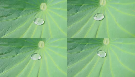 莲花效应驱雨滴高清在线视频素材下载