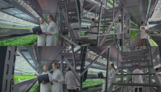 在种植园工作的农业工程师。四个现代科学家的全长肖像研究蔬菜在温室的农业。高清在线视频素材下载