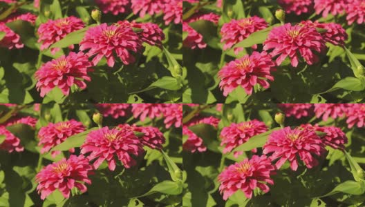 Field zinnia flowers in nature garden.高清在线视频素材下载