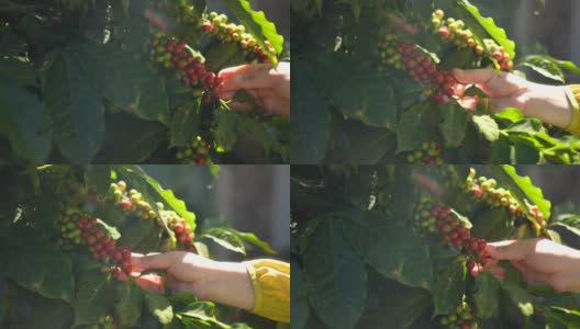 农妇用手检查一个红色的咖啡浆果高清在线视频素材下载