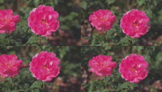 玫瑰盛开，玫瑰大马士革。精油生产季节已到。著名的保加利亚玫瑰之美。高清在线视频素材下载