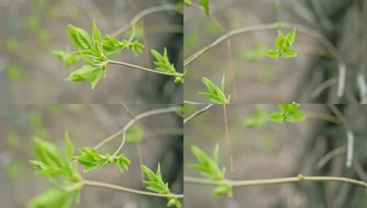 春天刚发芽的嫩叶高清在线视频素材下载