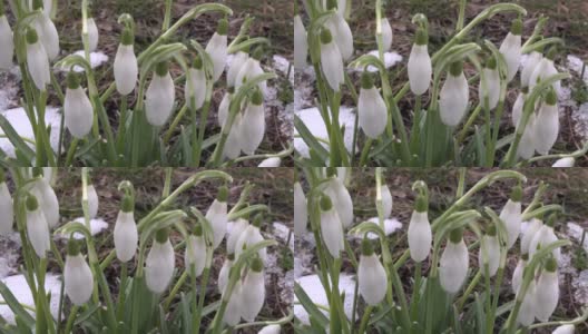 一朵雪白的雪花莲在早春绽放高清在线视频素材下载