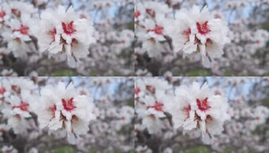 近距离观察盛开的杏树上的粉红色花朵高清在线视频素材下载