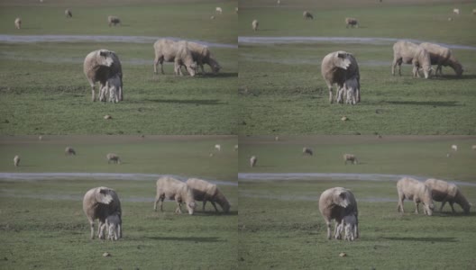 母羊和小羊在大海路上的草地上高清在线视频素材下载