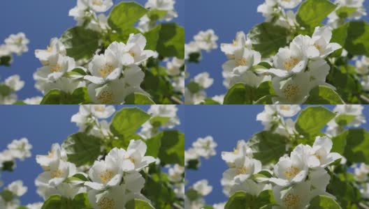 特写树枝与美丽的雪白茉莉花在蓝天的背景。盛开的茉莉花分支。植物、细节、自然高清在线视频素材下载