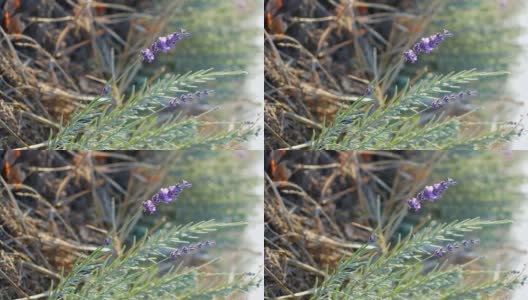 垂直视频。薰衣草的普罗旺斯。阳光下田野里的薰衣草花。在模糊的背景上一朵花的特写。高清在线视频素材下载