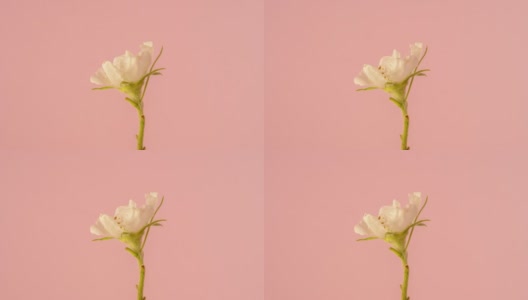 一个普通的枸杞花在粉红色的背景上开花并生长。德国梅斯皮勒斯盛开的花朵。高清在线视频素材下载
