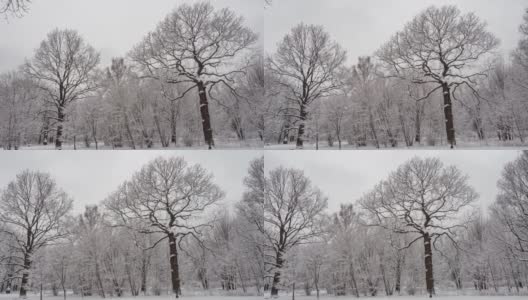 一幅白雪覆盖的森林和树木的景象高清在线视频素材下载