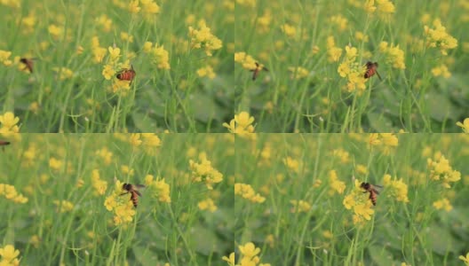 蜜蜂采蜜黄芥末花高清在线视频素材下载